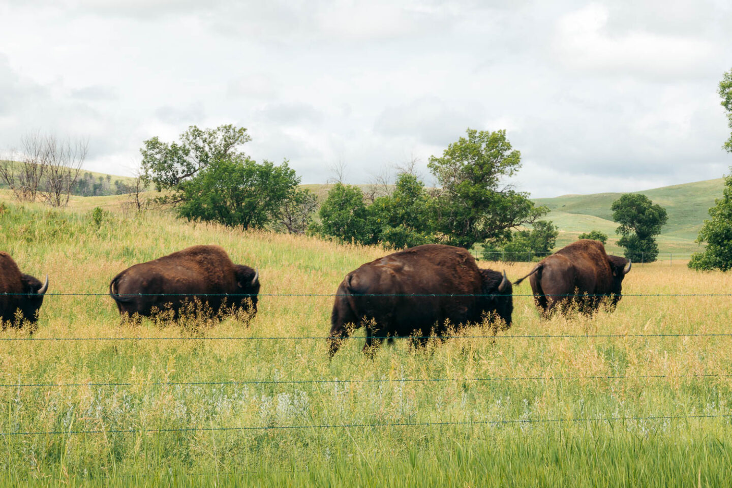 Custer State Park one-day itinerary - Roads and Destinations