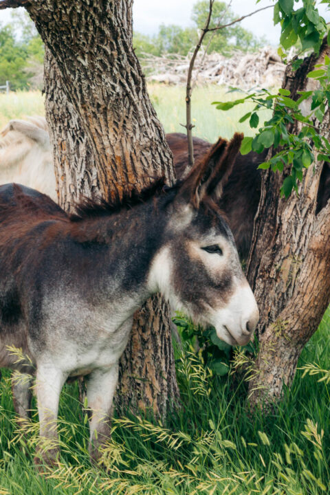 Custer State Park one-day itinerary - Roads and Destinations