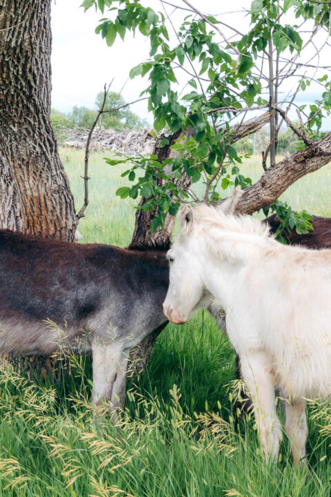 Begging burros in South Dakota - Roads and Destinations