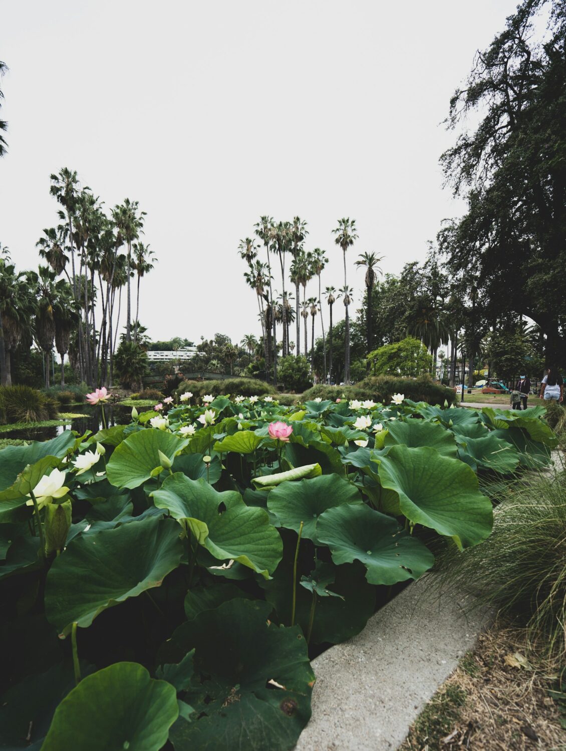 Echo Park Lake | Roads and Destinations