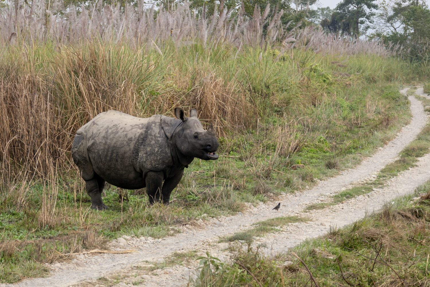Lesser-known safari destinations outside of Africa | Roads and Destinations