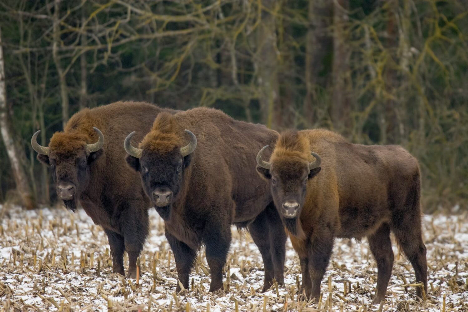 Lesser-known safaris outside of Africa | Roads and Destinations