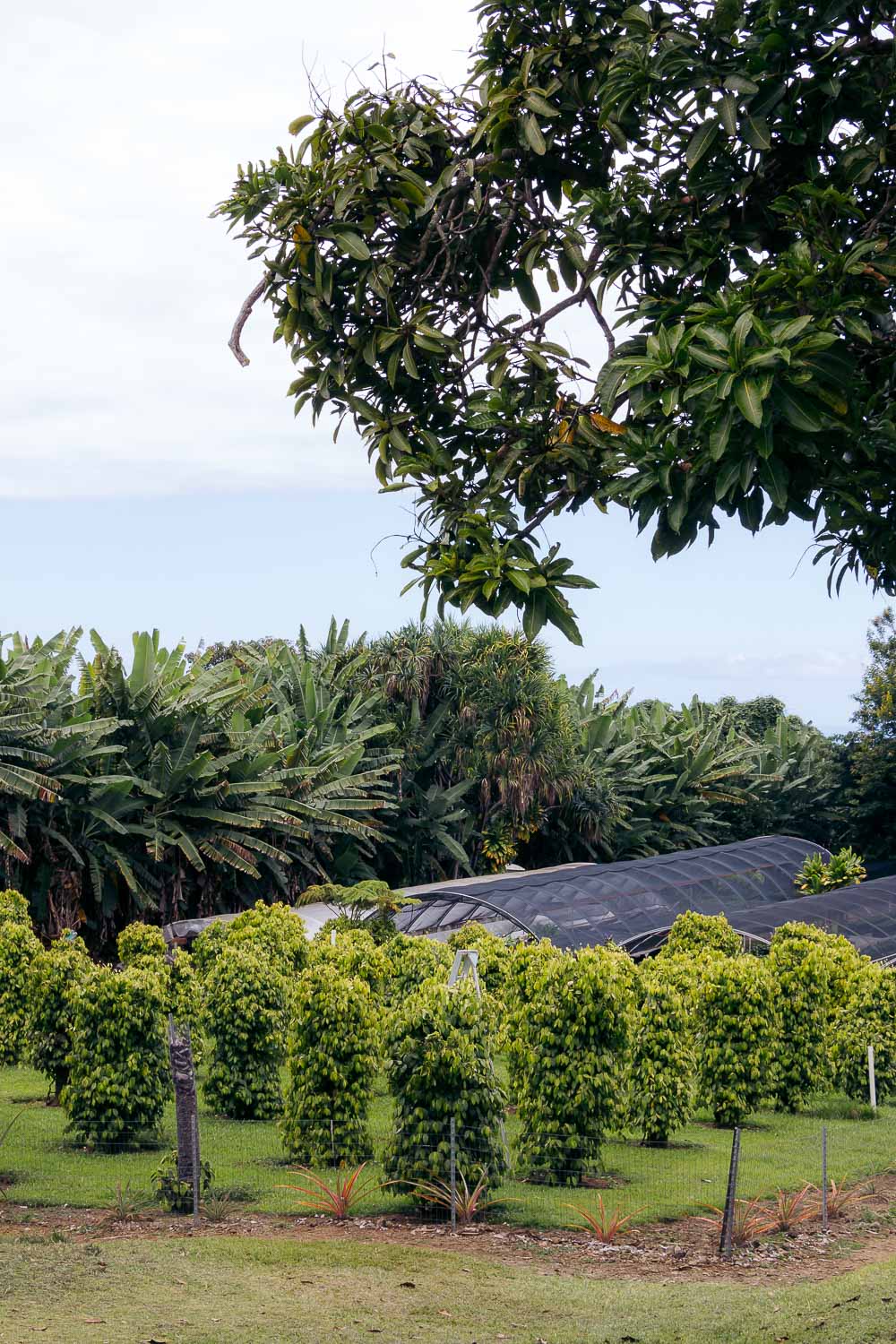 The Big Island | Roads and Destinations