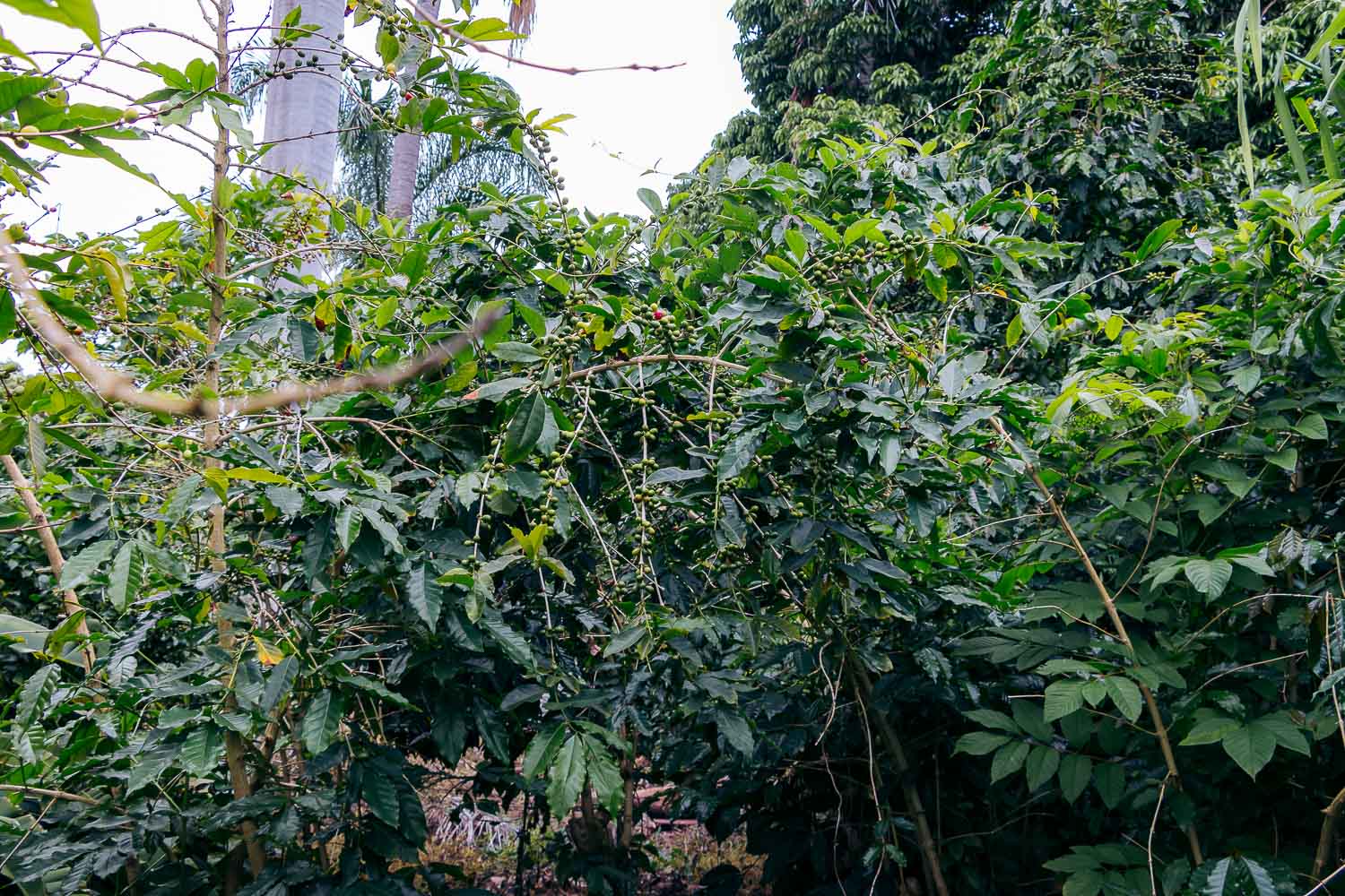 The Big Island | Roads and Destinations