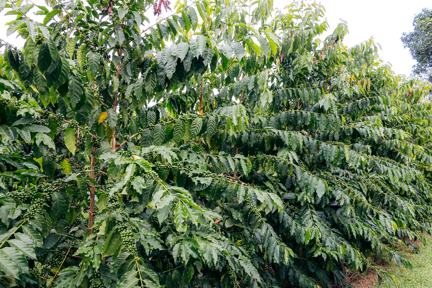 Greenwell Farms - Kona Coffee Farm Tour on the Big Island | Roads and Destinations