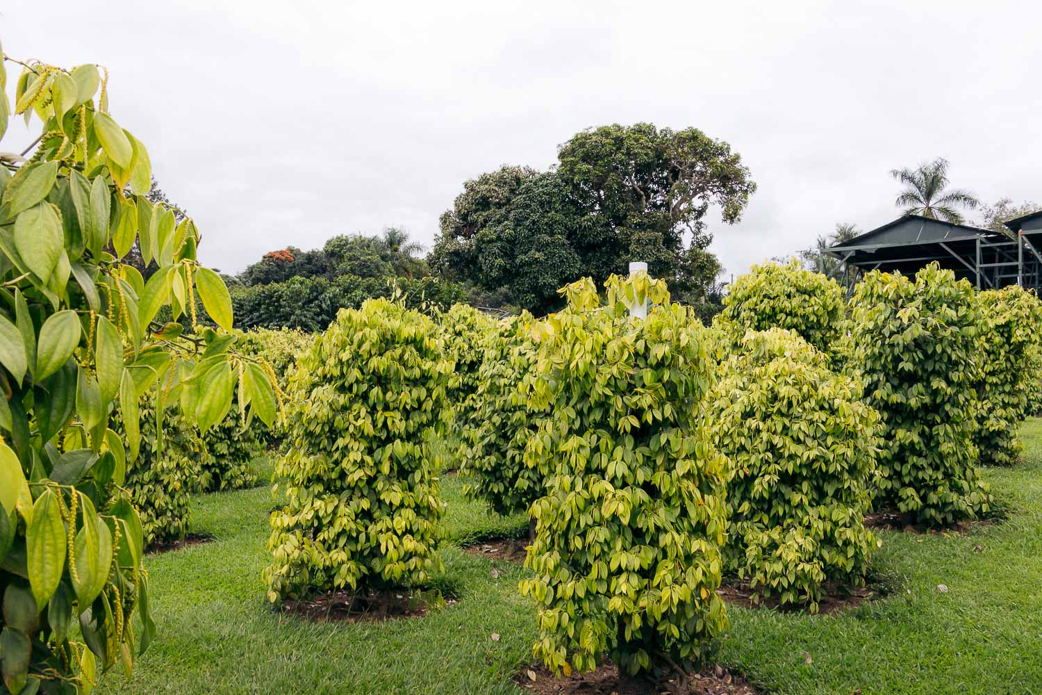 Greenwell Farms - Kona Coffee Farm Tour on the Big Island | Roads and Destinations