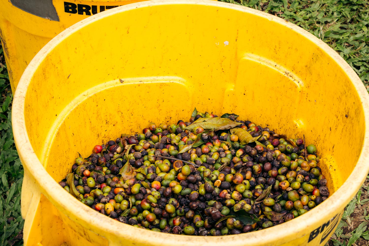 Greenwell Farms - Kona Coffee Farm Tour on the Big Island | Roads and Destinations