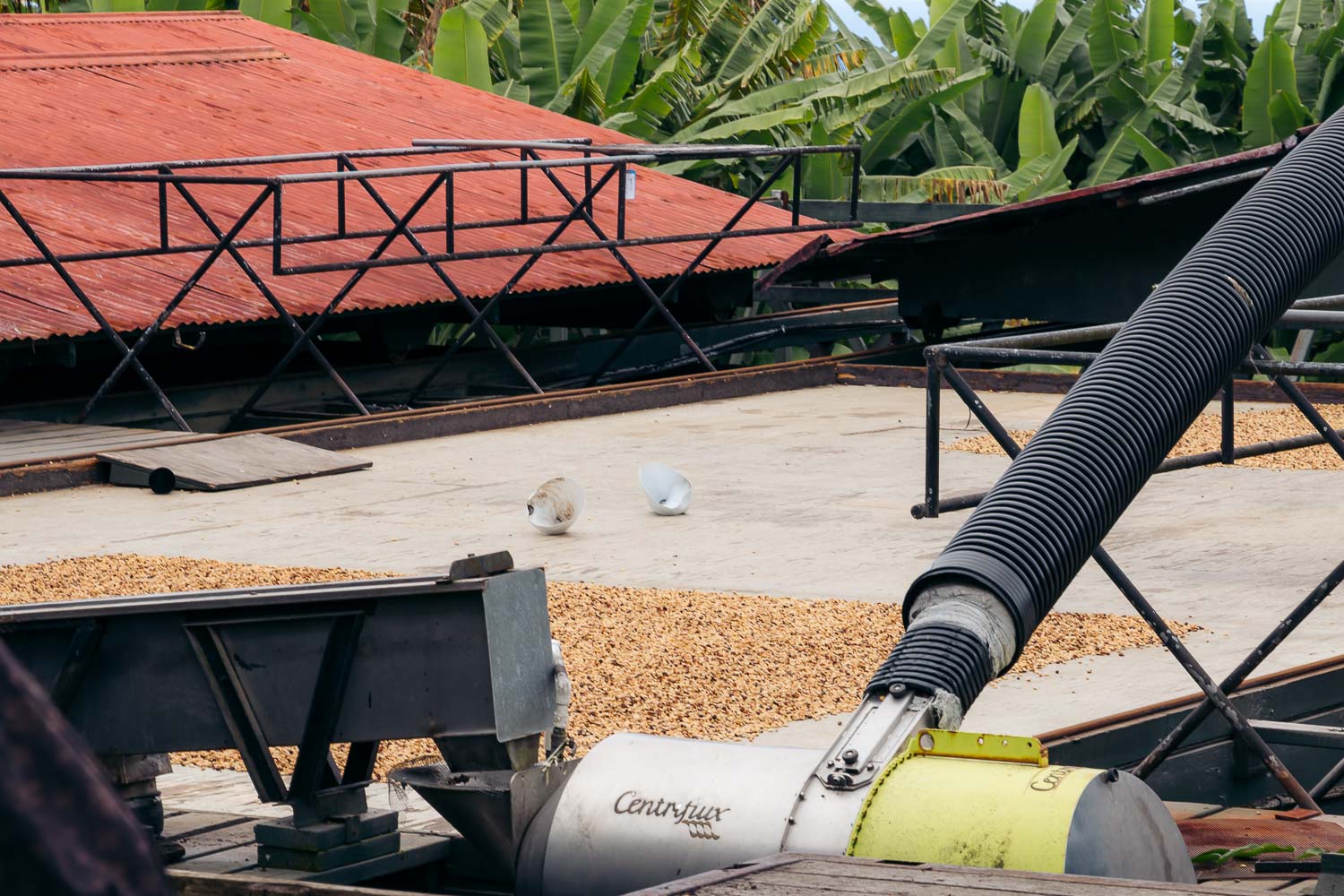 Greenwell Farms - Kona Coffee Farm Tour on the Big Island | Roads and Destinations