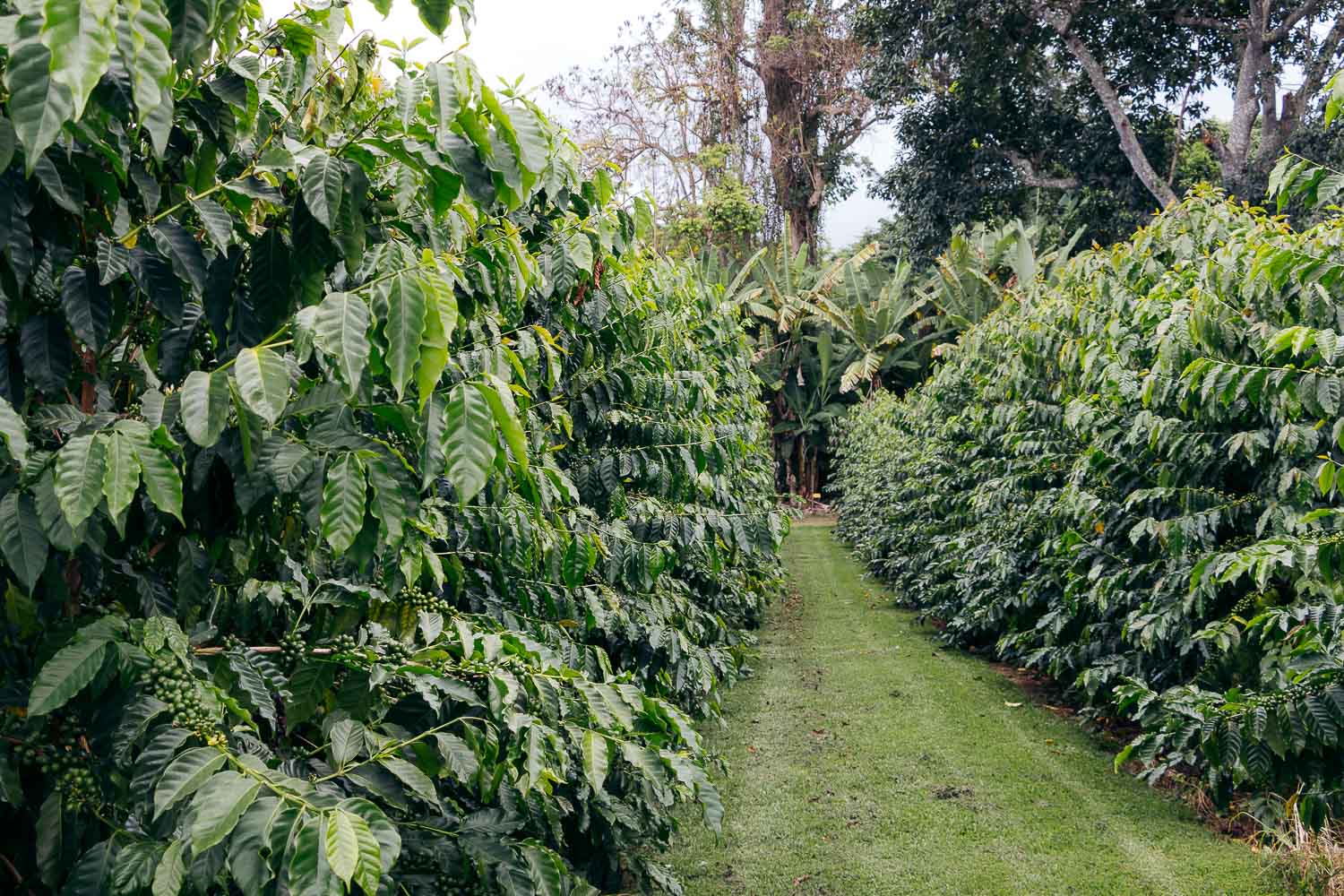 Greenwell Farms - Kona Coffee Farm Tour on the Big Island | Roads and Destinations