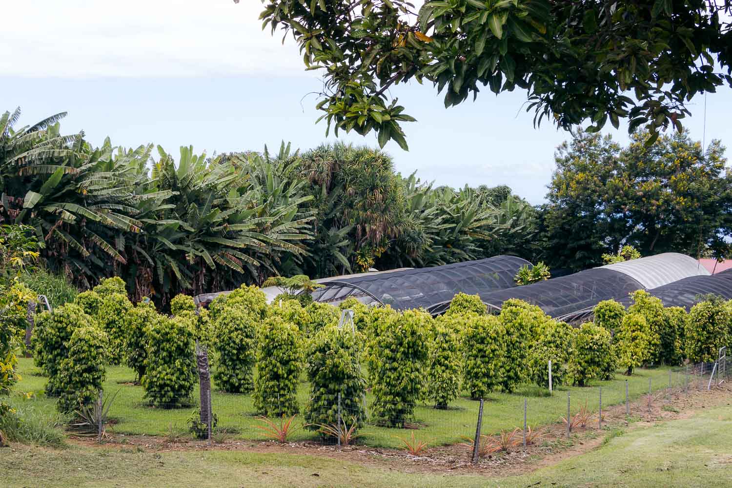 The Big Island | Roads and Destinations