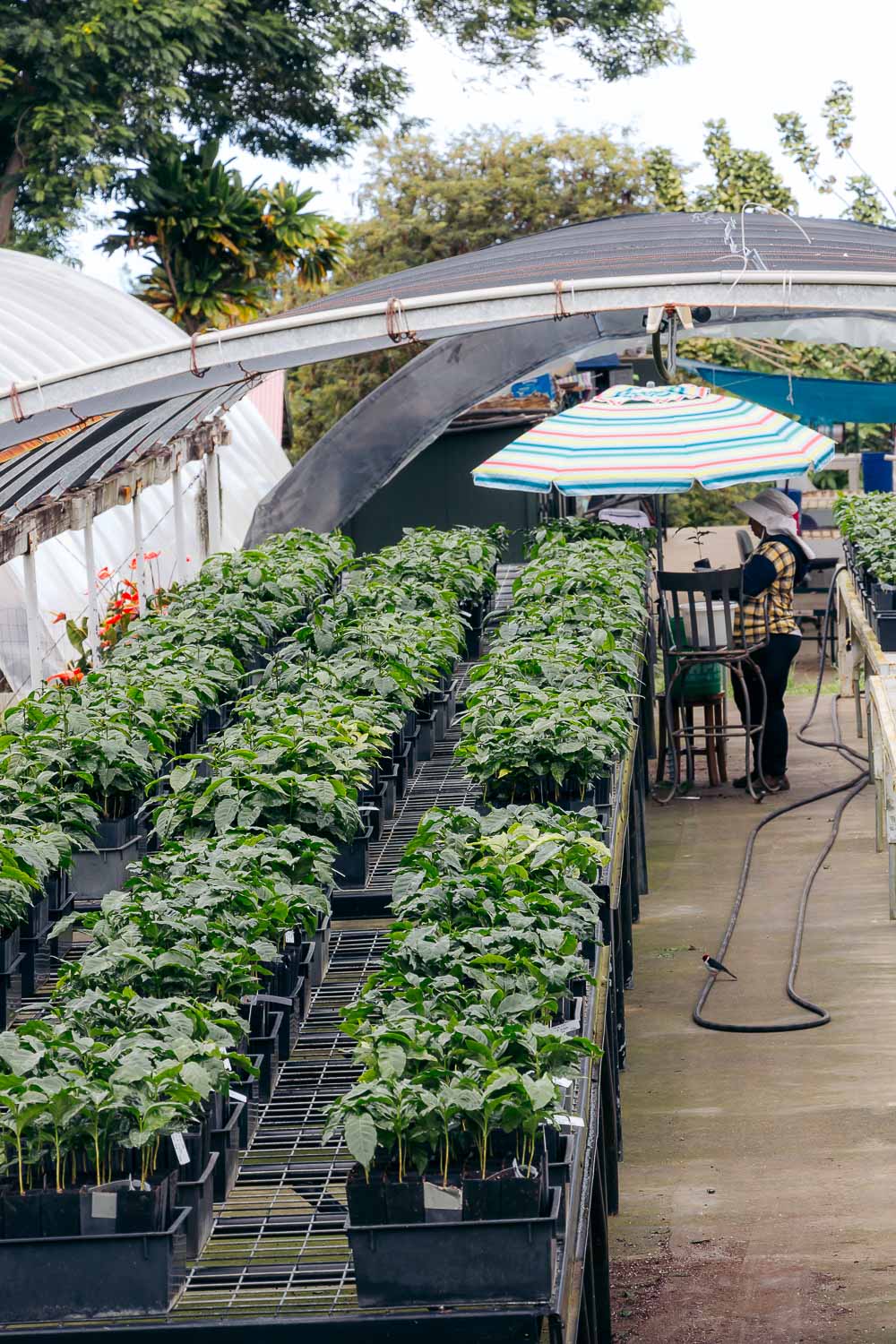 Greenwell Farms - Kona Coffee Farm Tour on the Big Island | Roads and Destinations