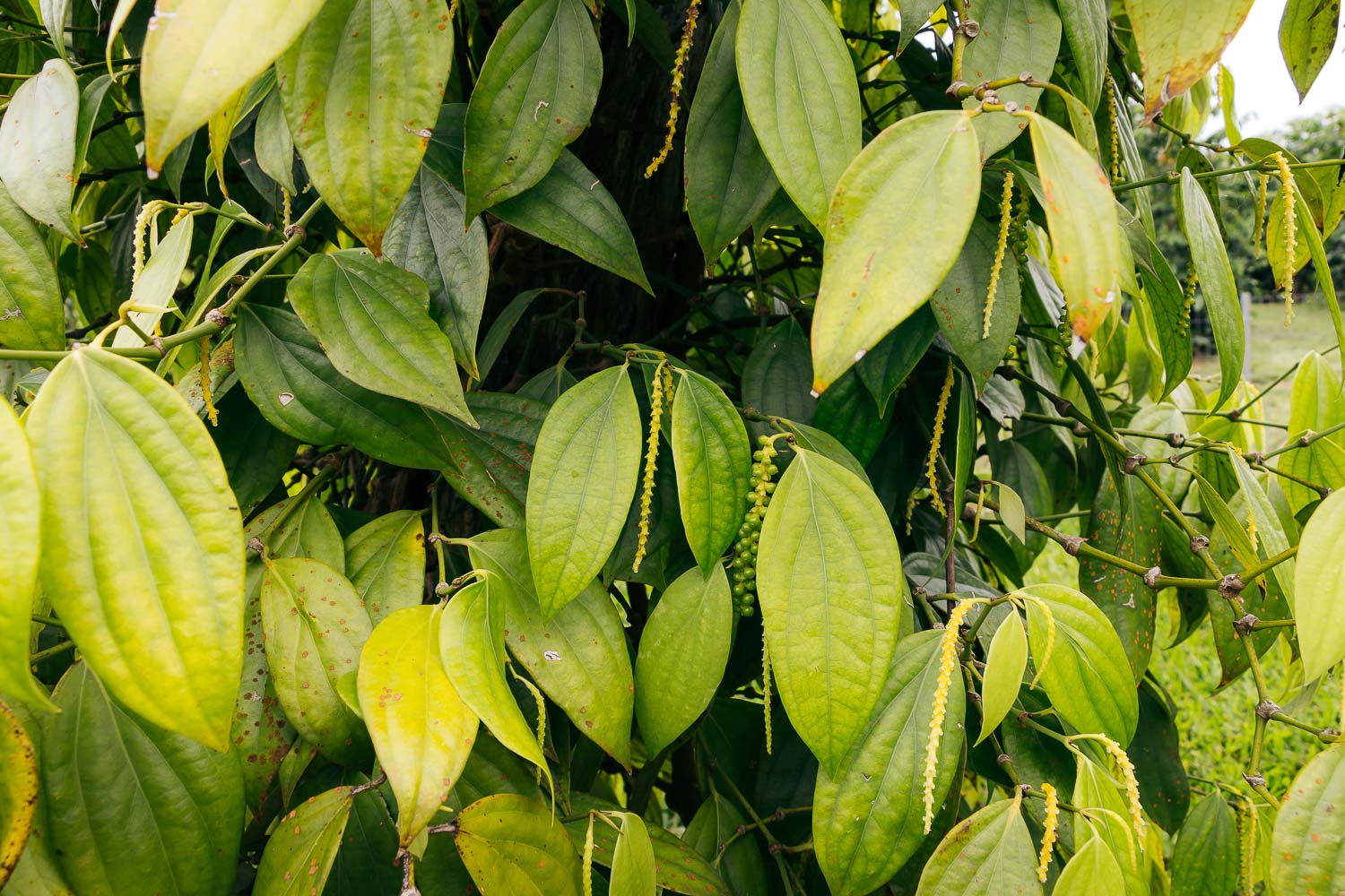 Greenwell Farms - Kona Coffee Farm Tour on the Big Island | Roads and Destinations