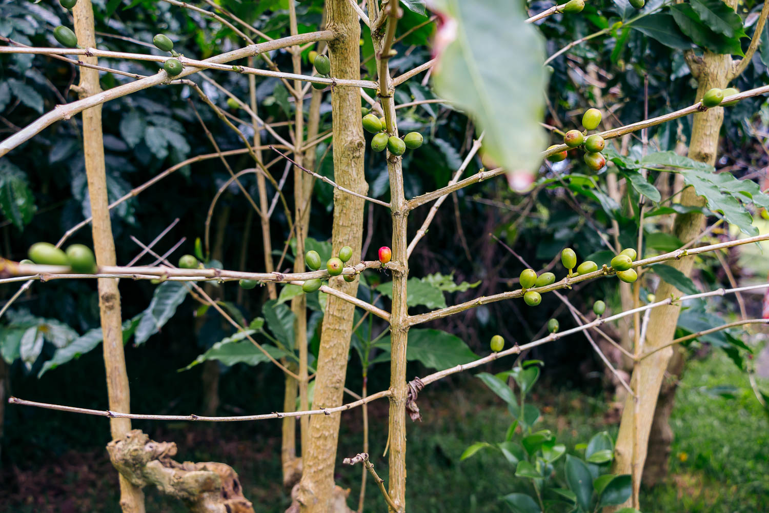 Greenwell Farms - Kona Coffee Farm Tour on the Big Island | Roads and Destinations