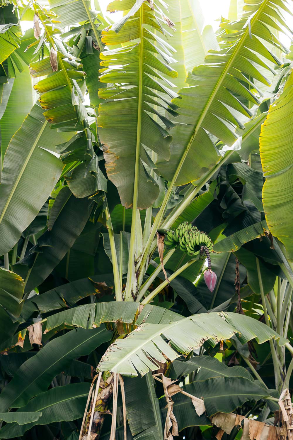 The Big Island | Roads and Destinations