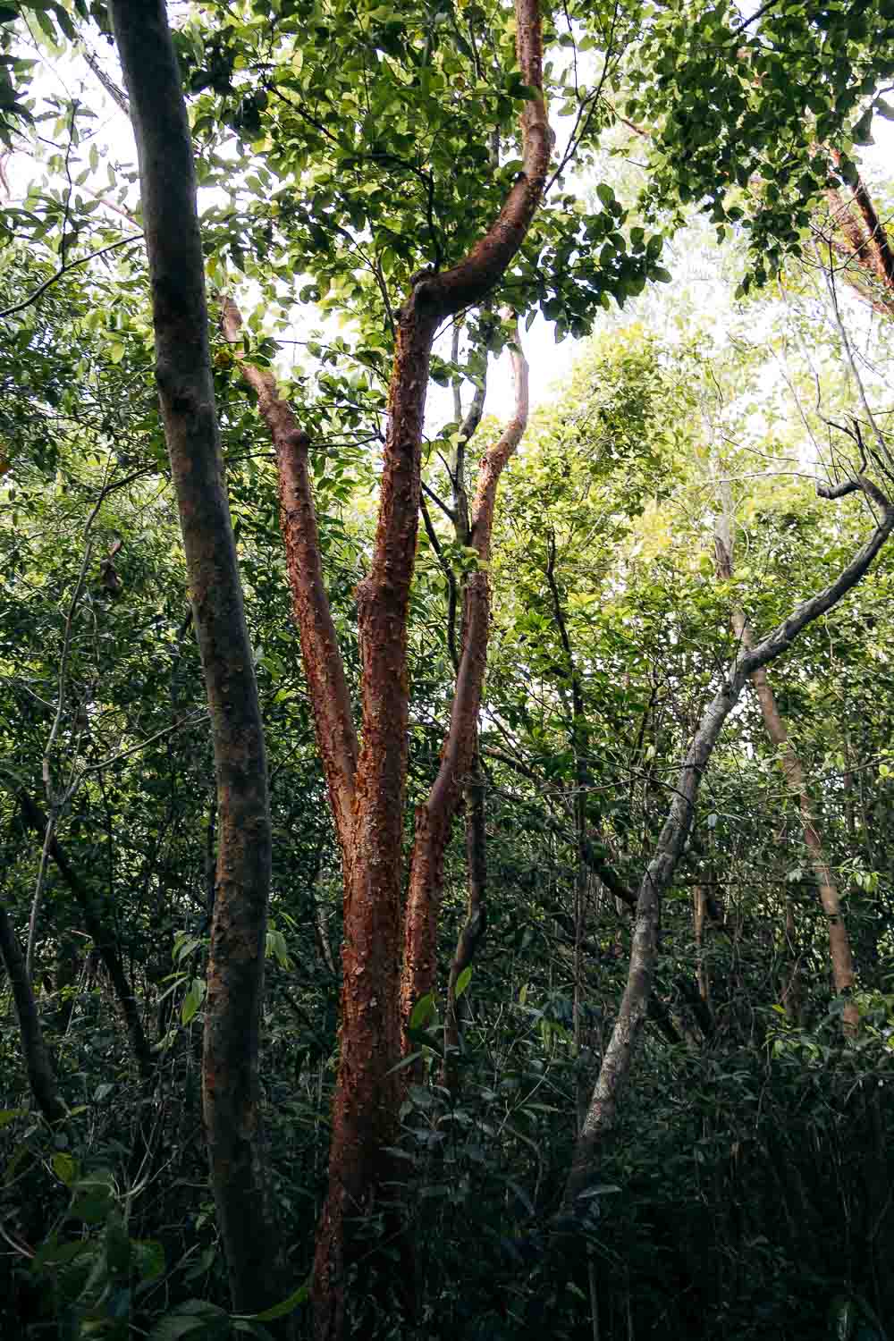 Gumbo Limbo Trail | Roads and Destinations