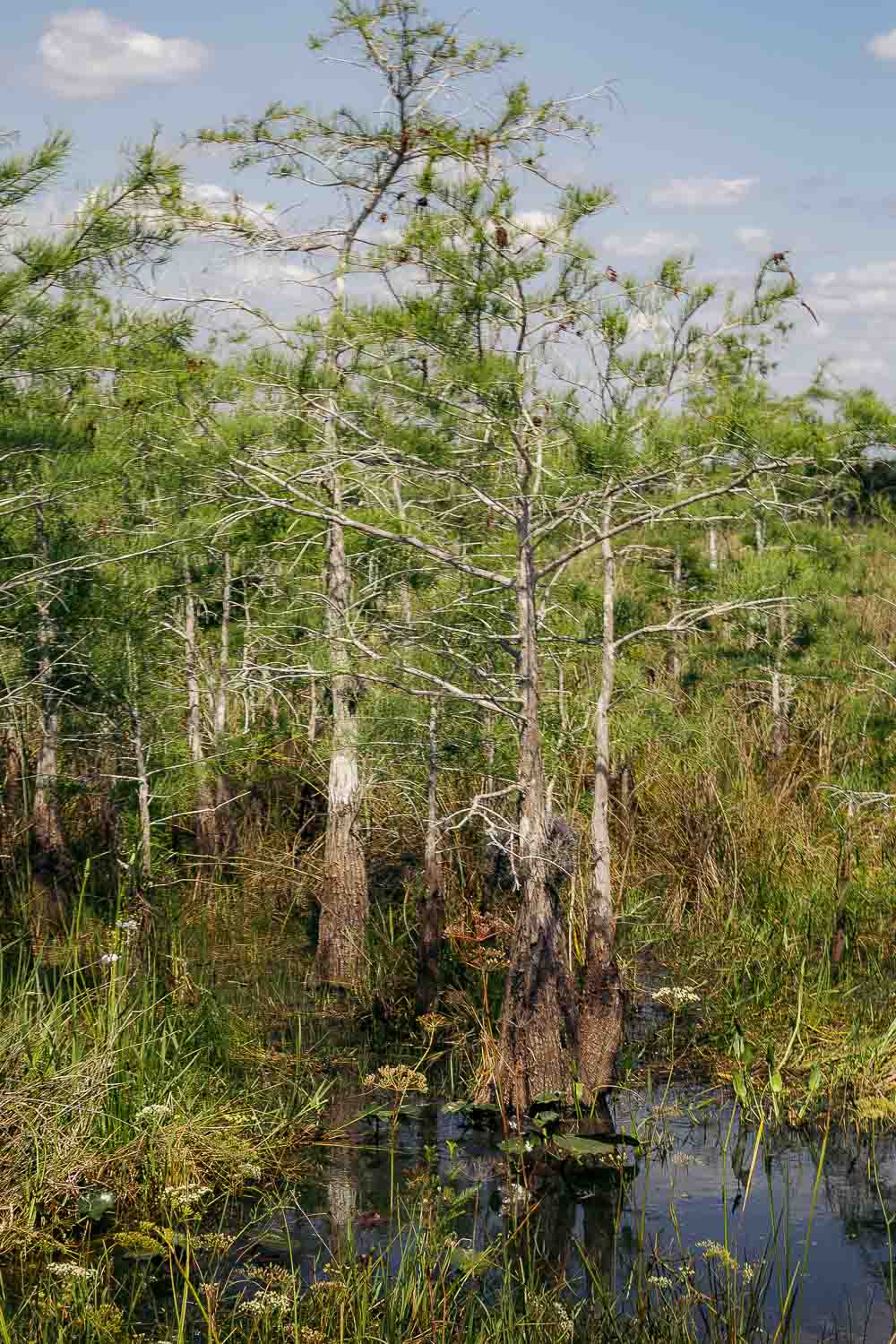 Everglades National Park | Roads and Destinations