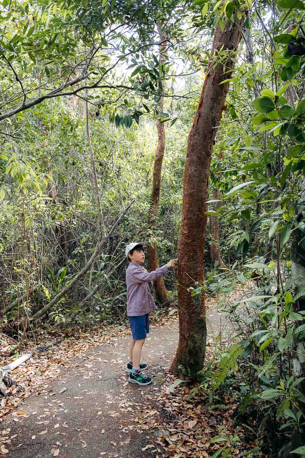 Gumbo Limbo Trail | Roads and Destinations