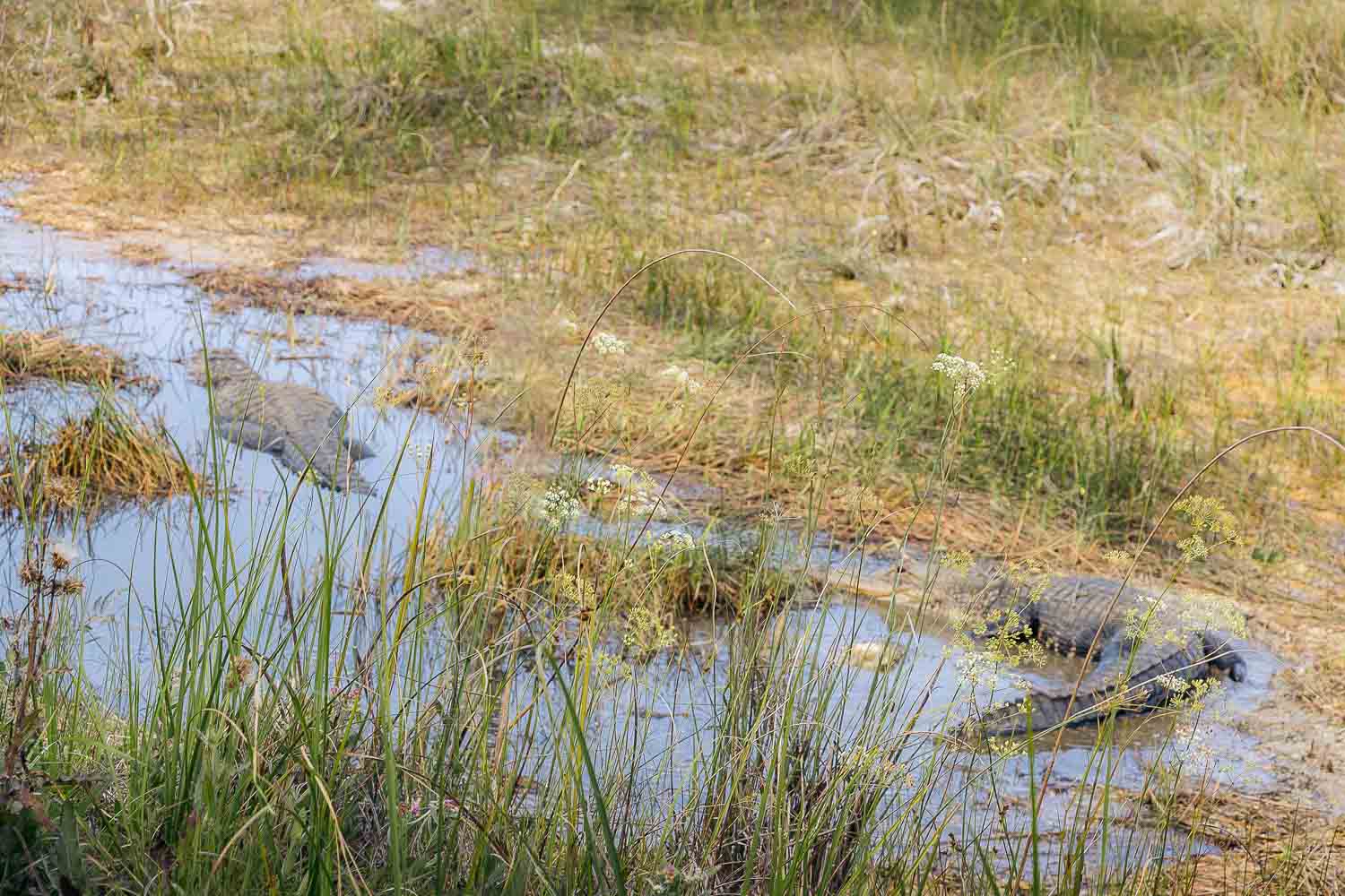 Everglades National Park | Roads and Destinations