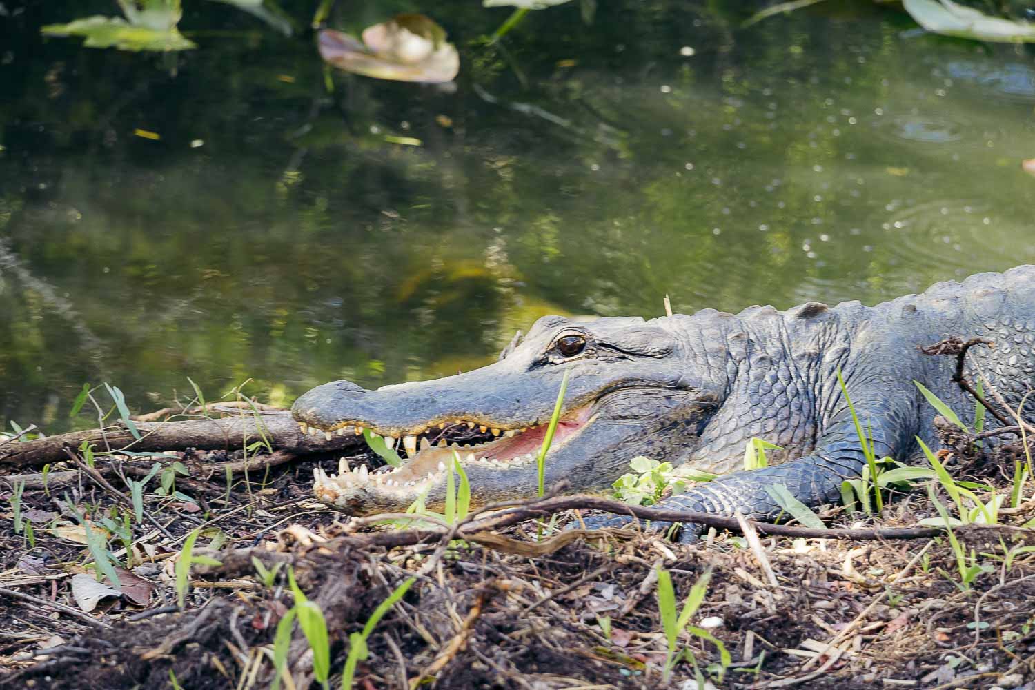 Everglades National Park | Roads and Destinations