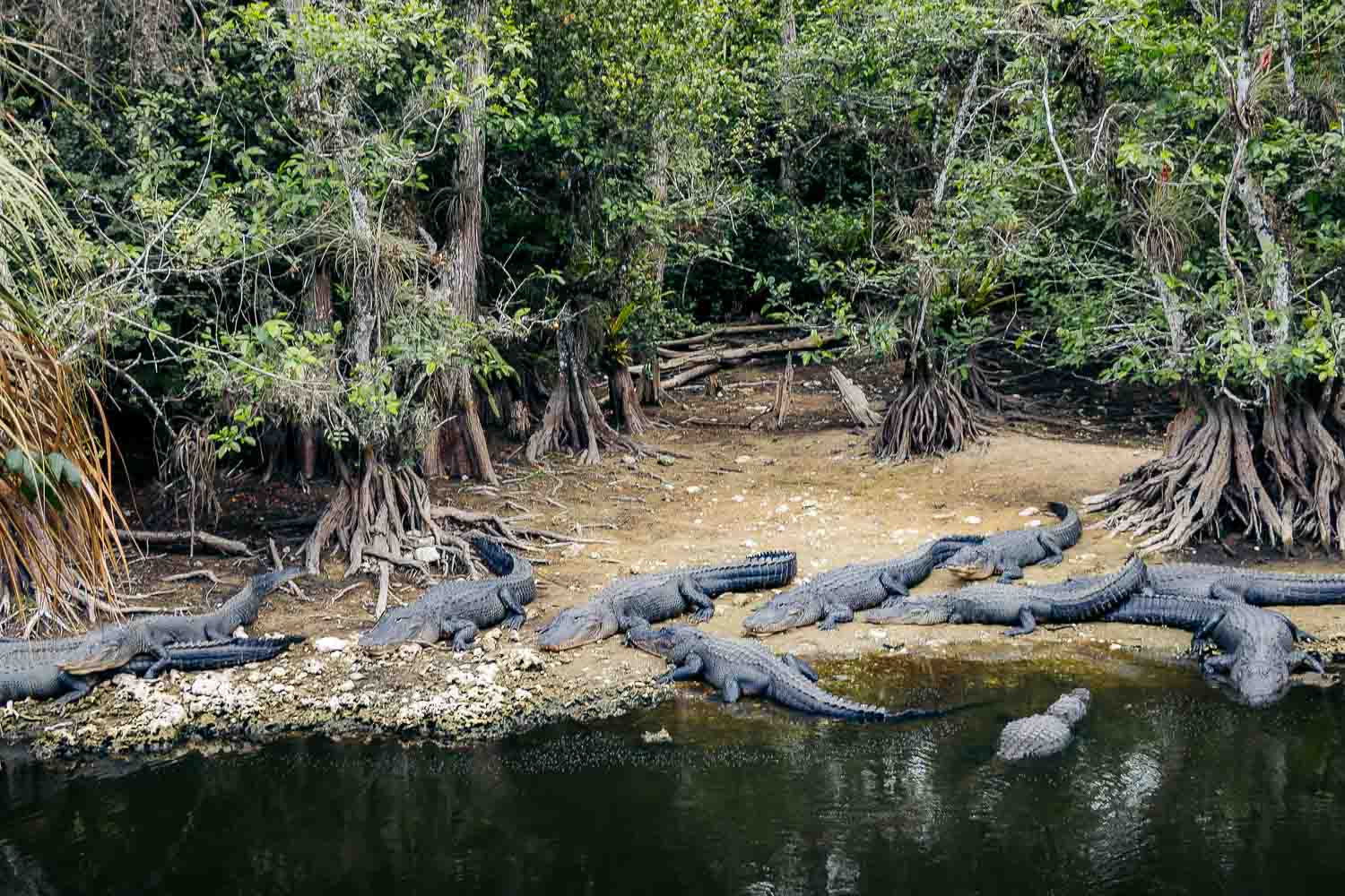 Everglades National Park | Roads and Destinations