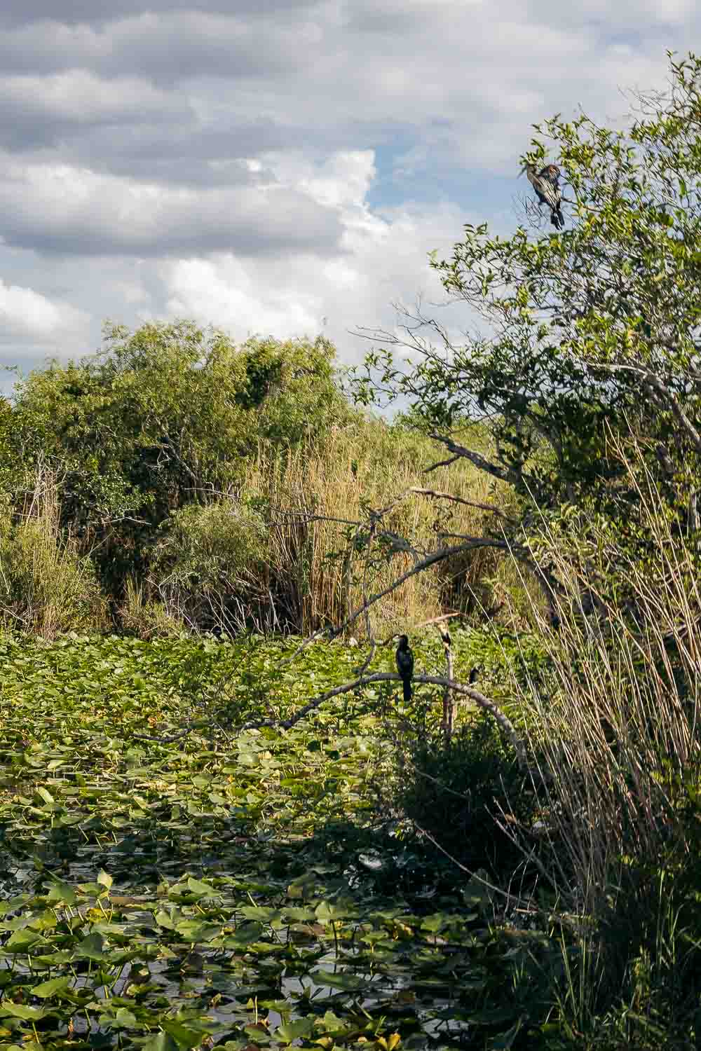 Everglades National Park | Roads and Destinations