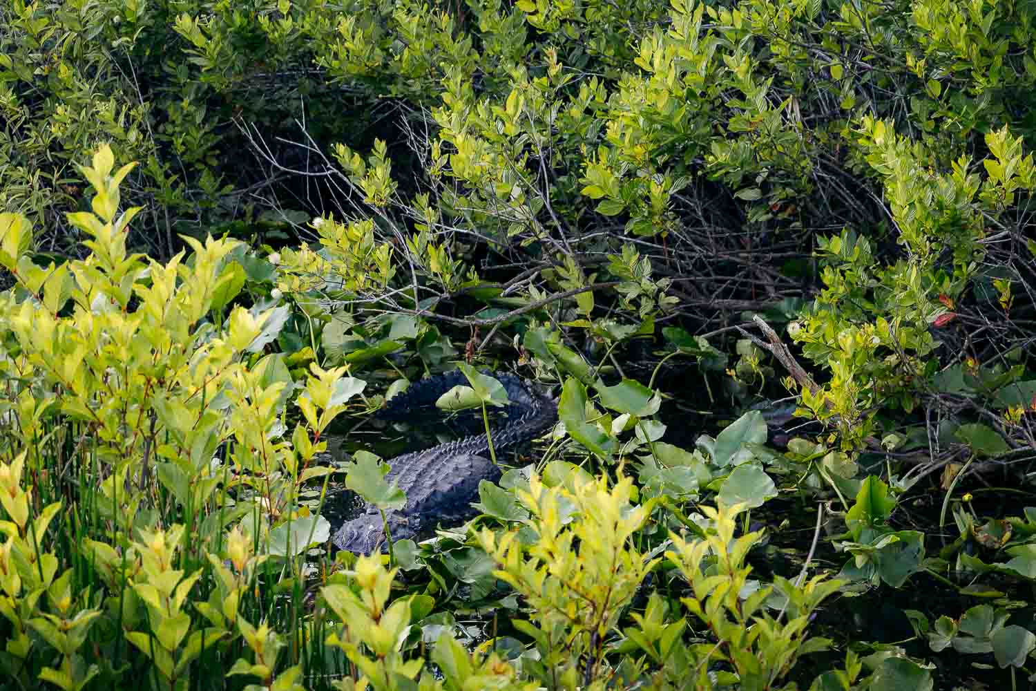 Anhinga Trail | Roads and Destinations