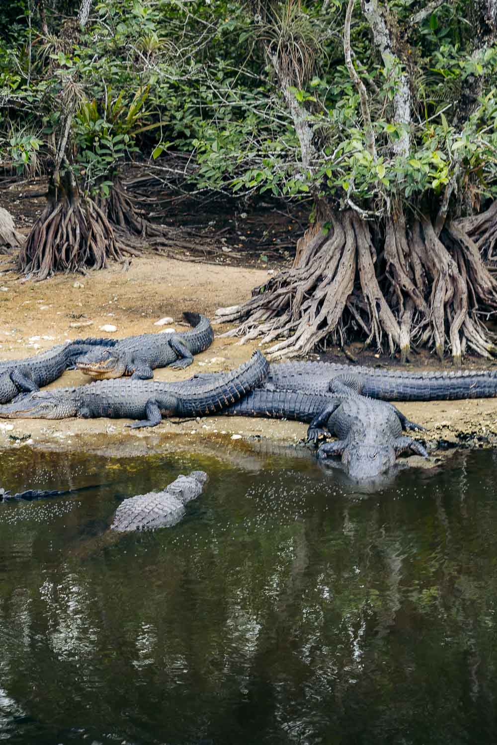 Everglades National Park | Roads and Destinations