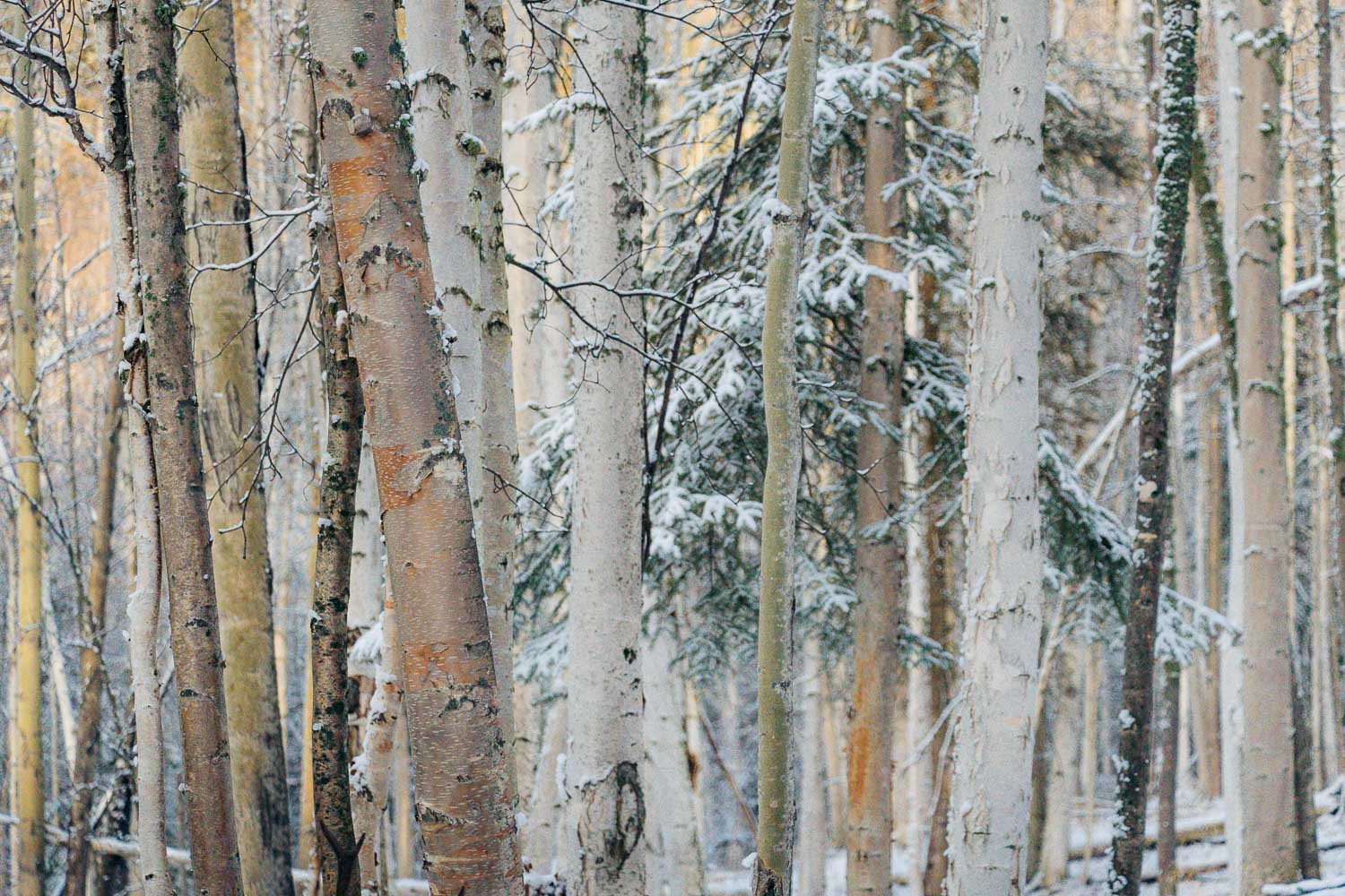 Books about Alaska | Roads and Destinations