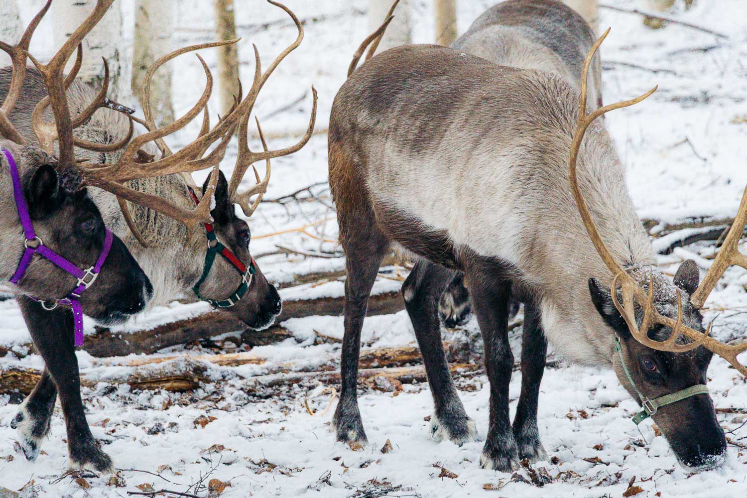 Fairbanks | Roads and Destinations