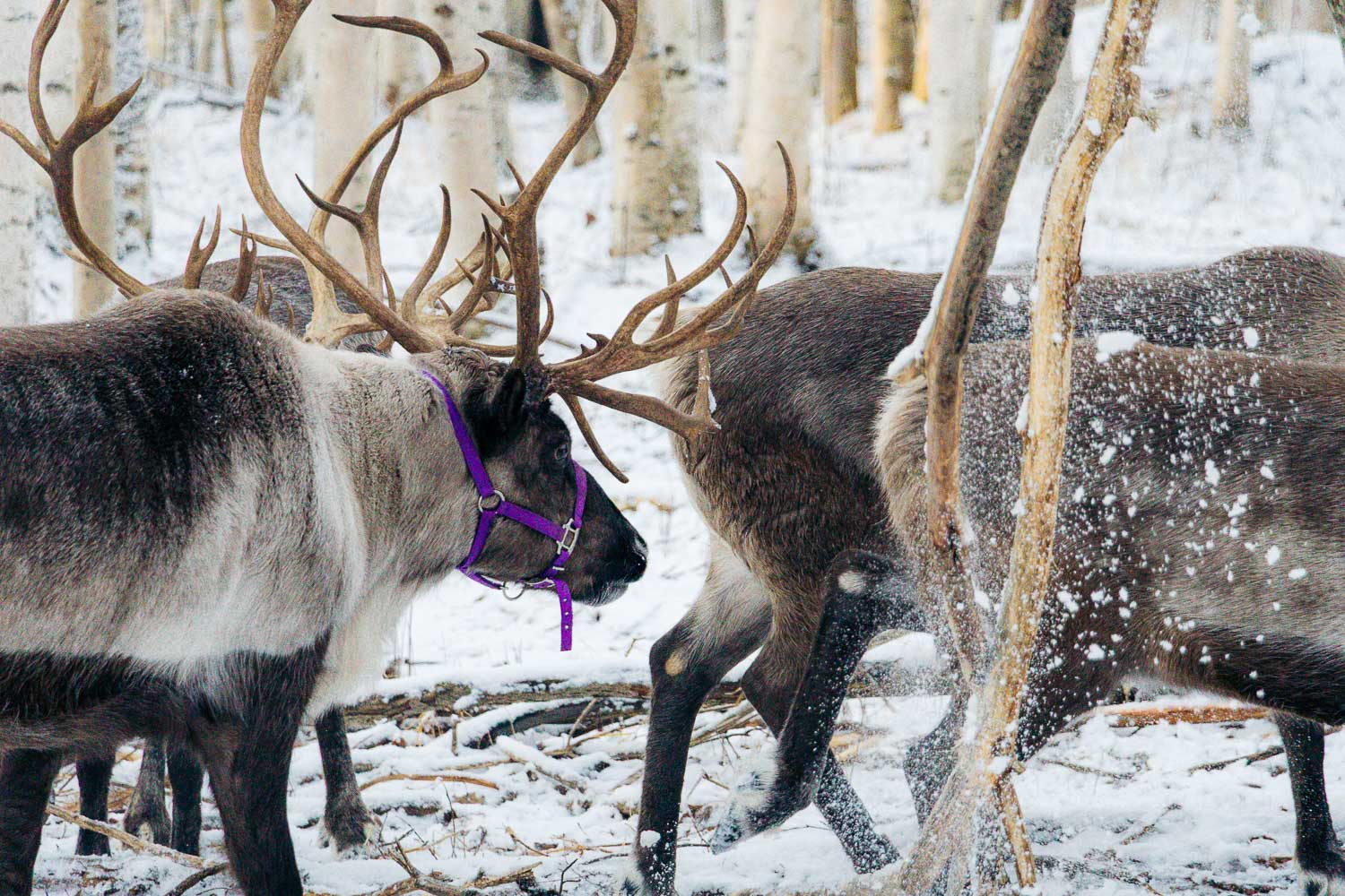 Running Reindeer Ranch | Roads and Destinations