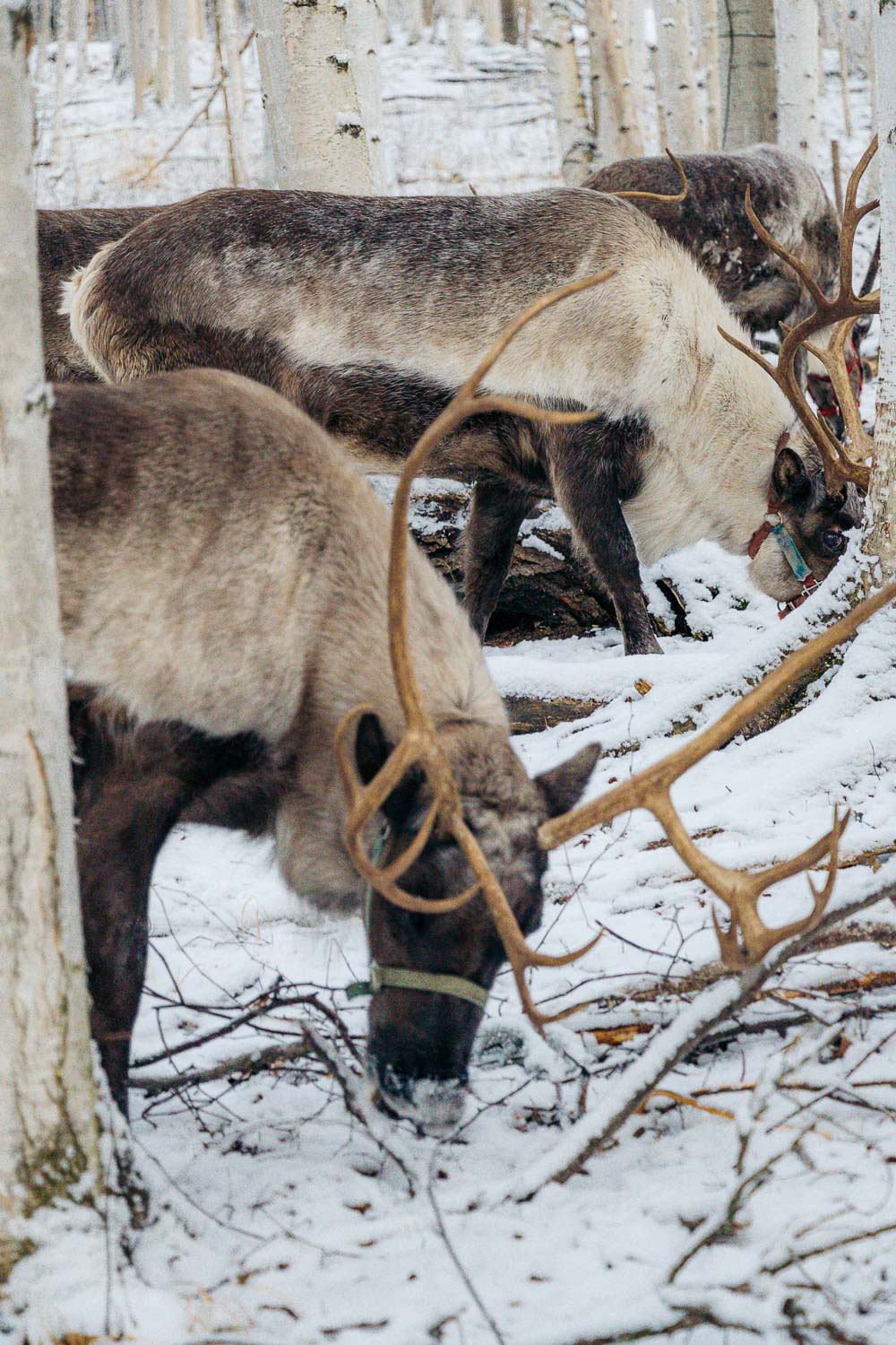 Running Reindeer Ranch | Roads and Destinations