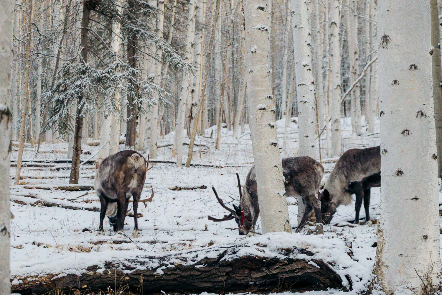 Running Reindeer Ranch | Roads and Destinations