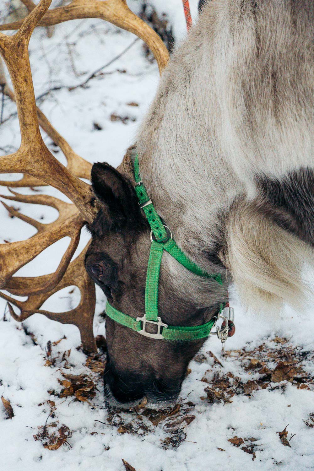 Running Reindeer Ranch | Roads and Destinations