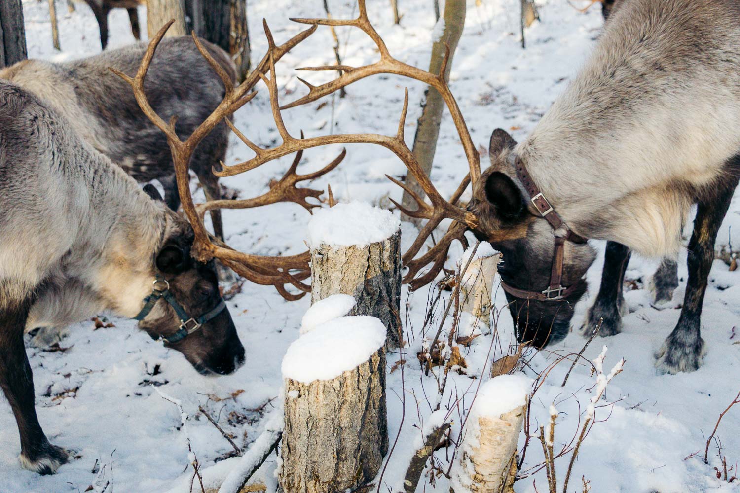 Running Reindeer Ranch | Roads and Destinations