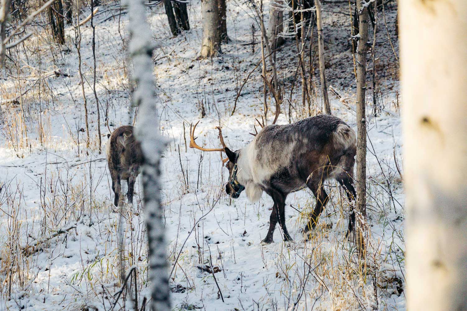 Running Reindeer Ranch | Roads and Destinations