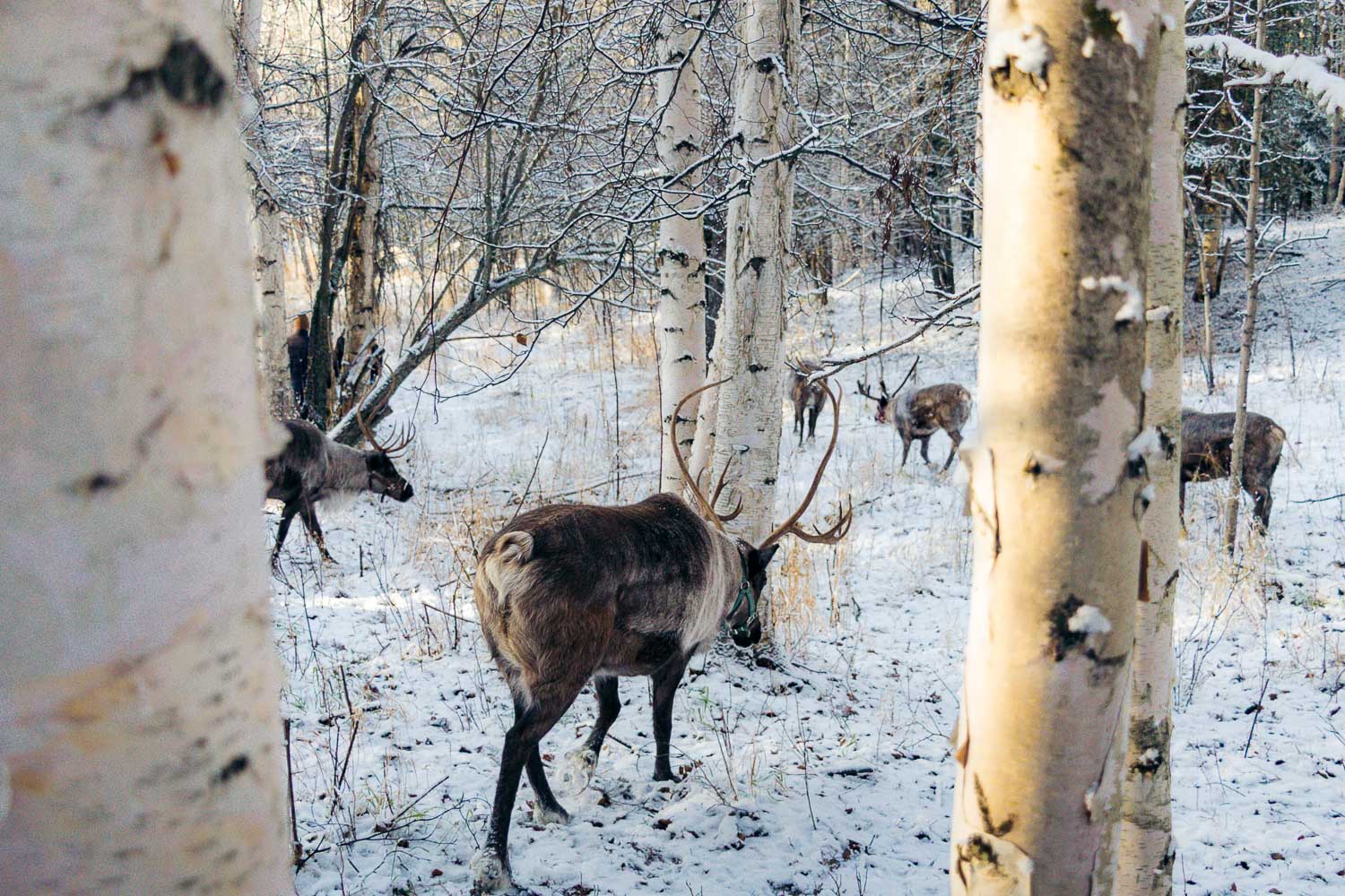 Running Reindeer Ranch | Roads and Destinations