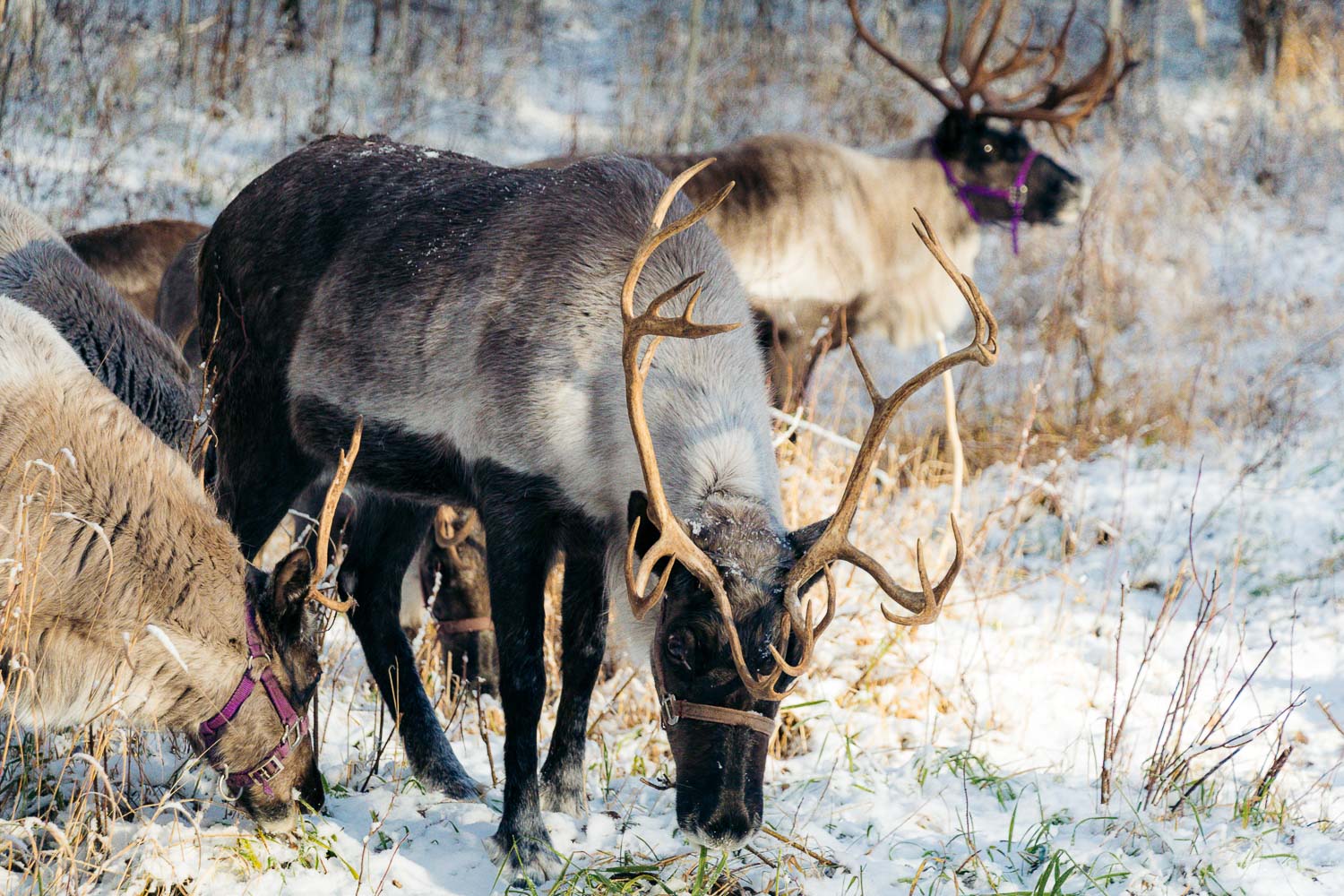 Running Reindeer Ranch | Roads and Destinations