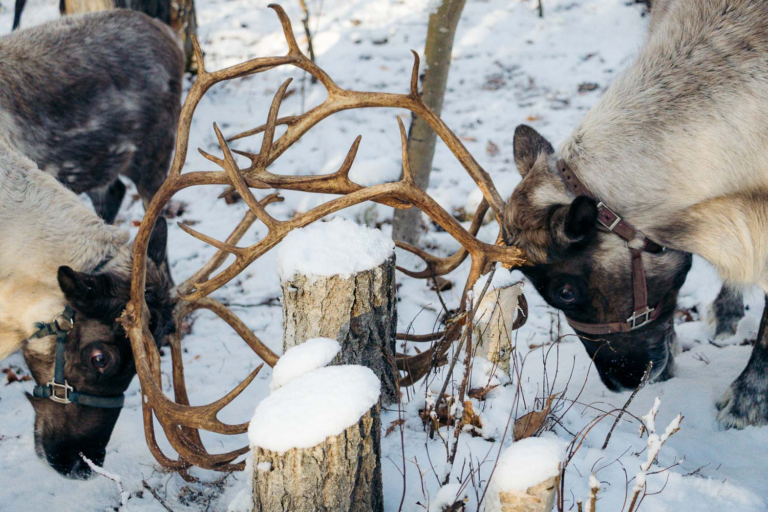 Running Reindeer Ranch | Roads and Destinations