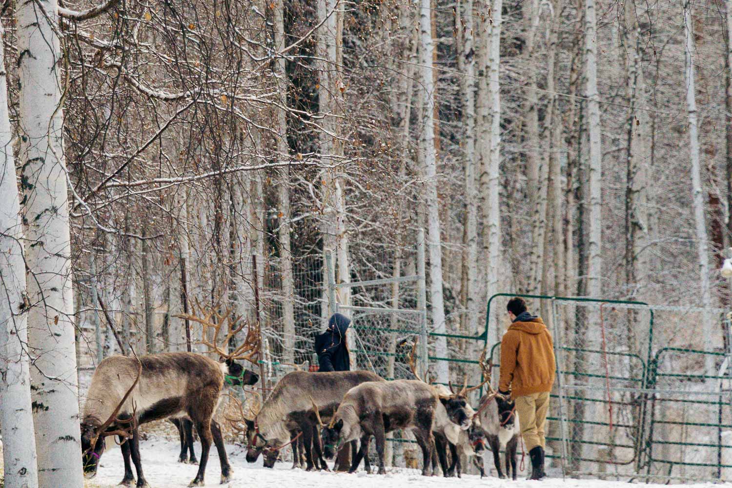 Running Reindeer Ranch | Roads and Destinations