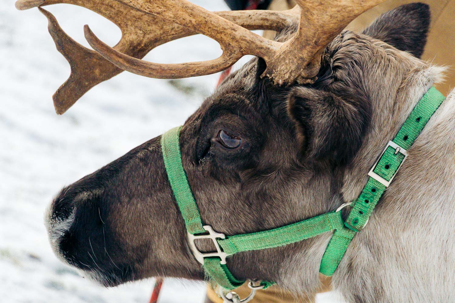 Running Reindeer Ranch | Roads and Destinations