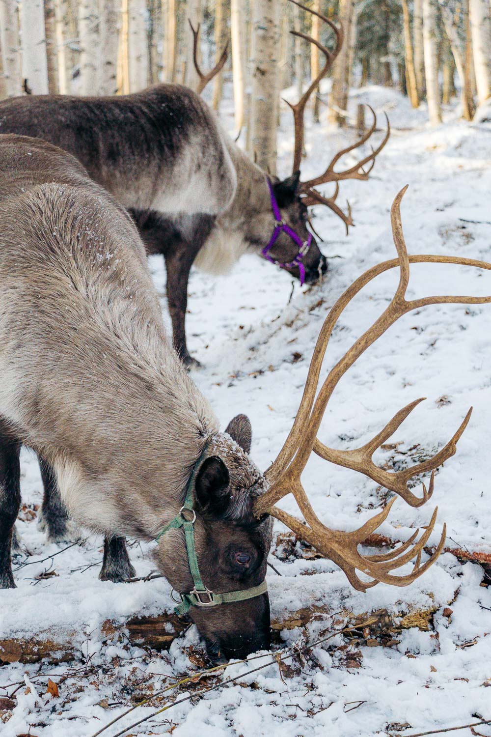Running Reindeer Ranch | Roads and Destinations