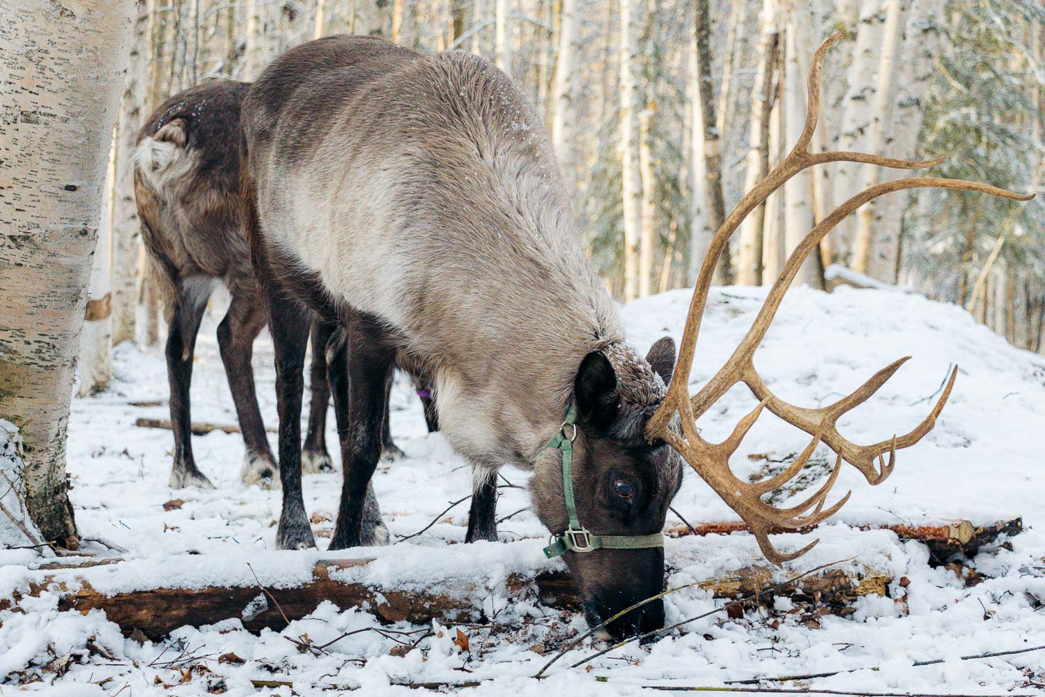 Running Reindeer Ranch | Roads and Destinations