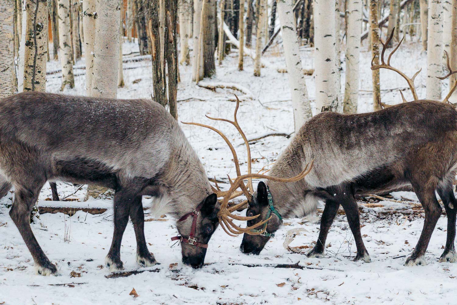 Fairbanks | Roads and Destinations