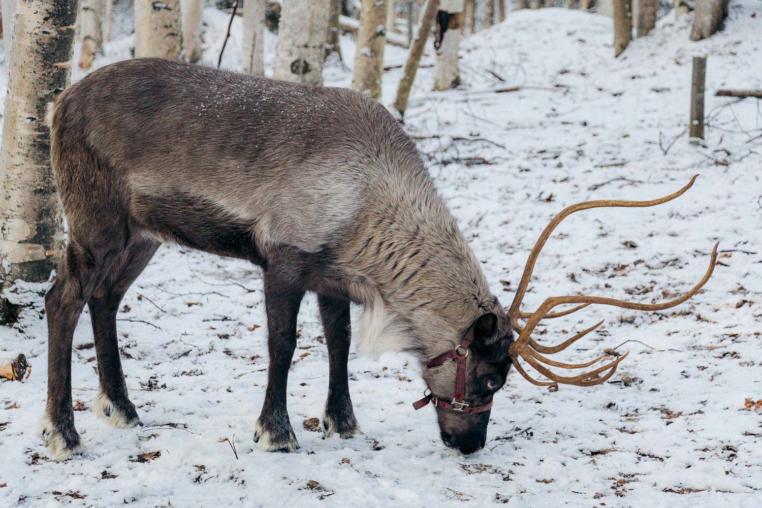 Fairbanks | Roads and Destinations