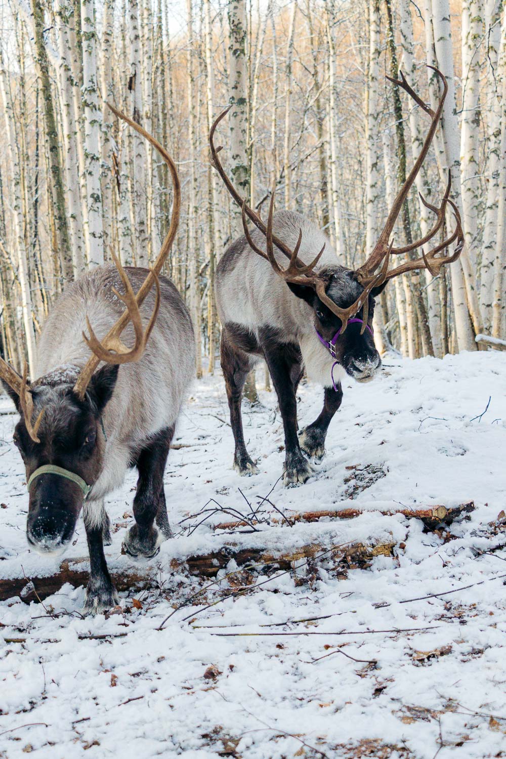 Running Reindeer Ranch | Roads and Destinations