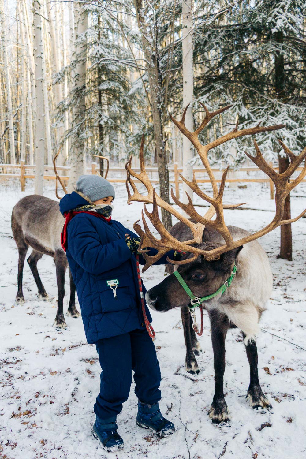 Running Reindeer Ranch | Roads and Destinations