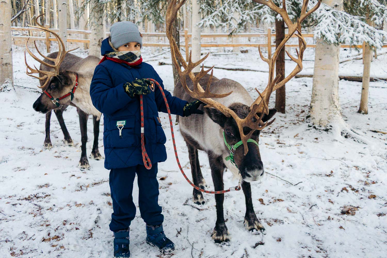 Running Reindeer Ranch | Roads and Destinations