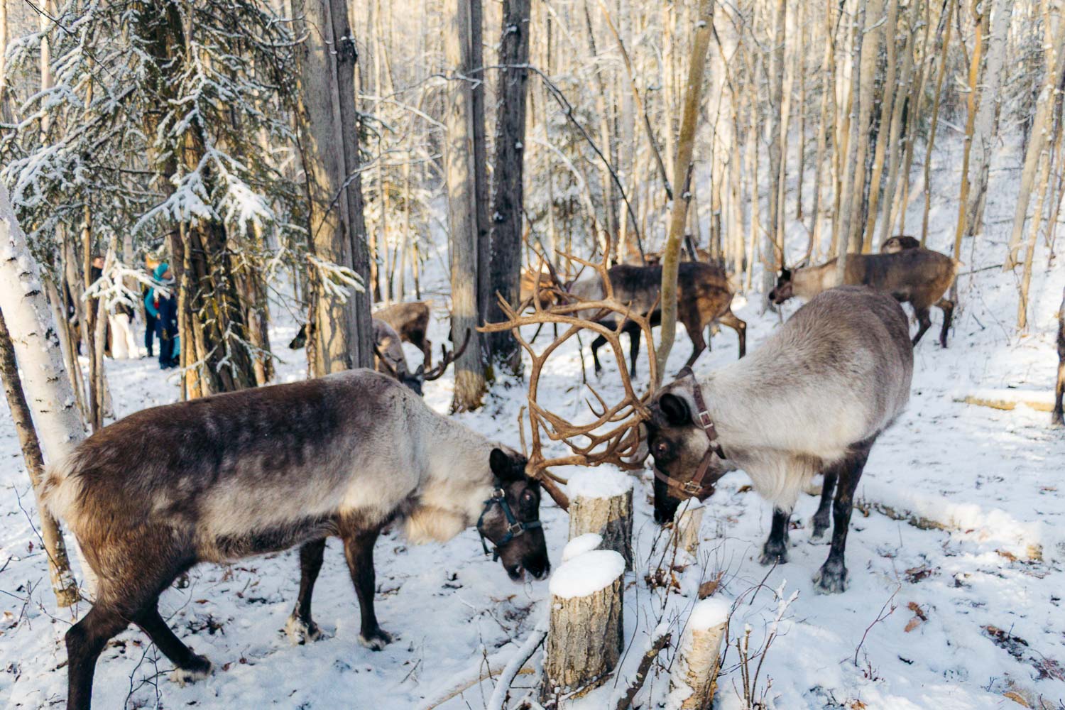 Running Reindeer Ranch | Roads and Destinations