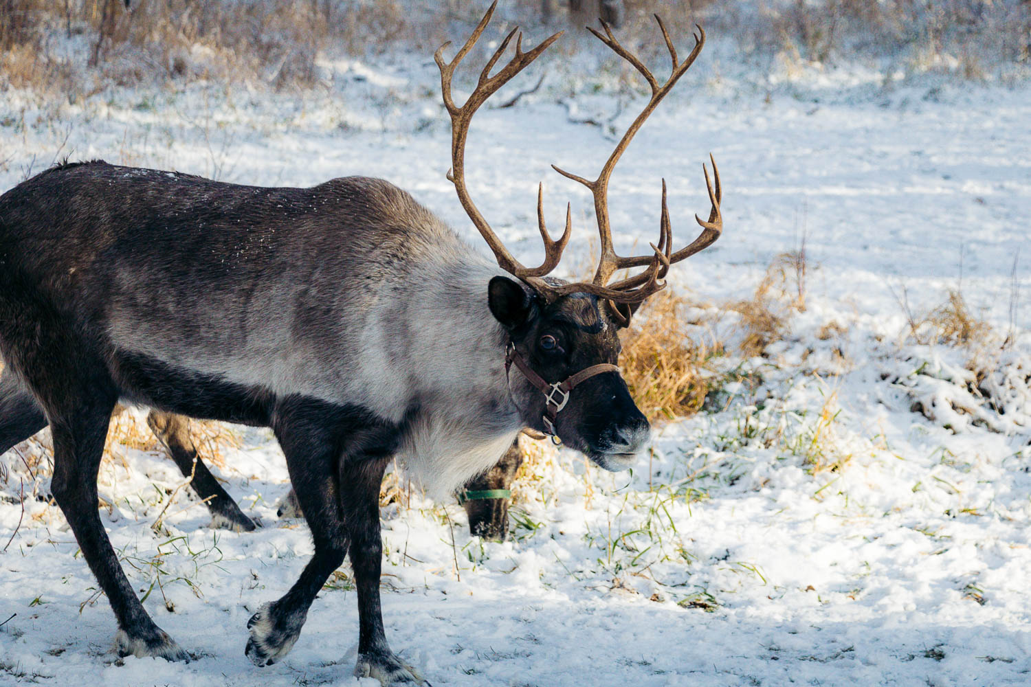 Running Reindeer Ranch | Roads and Destinations