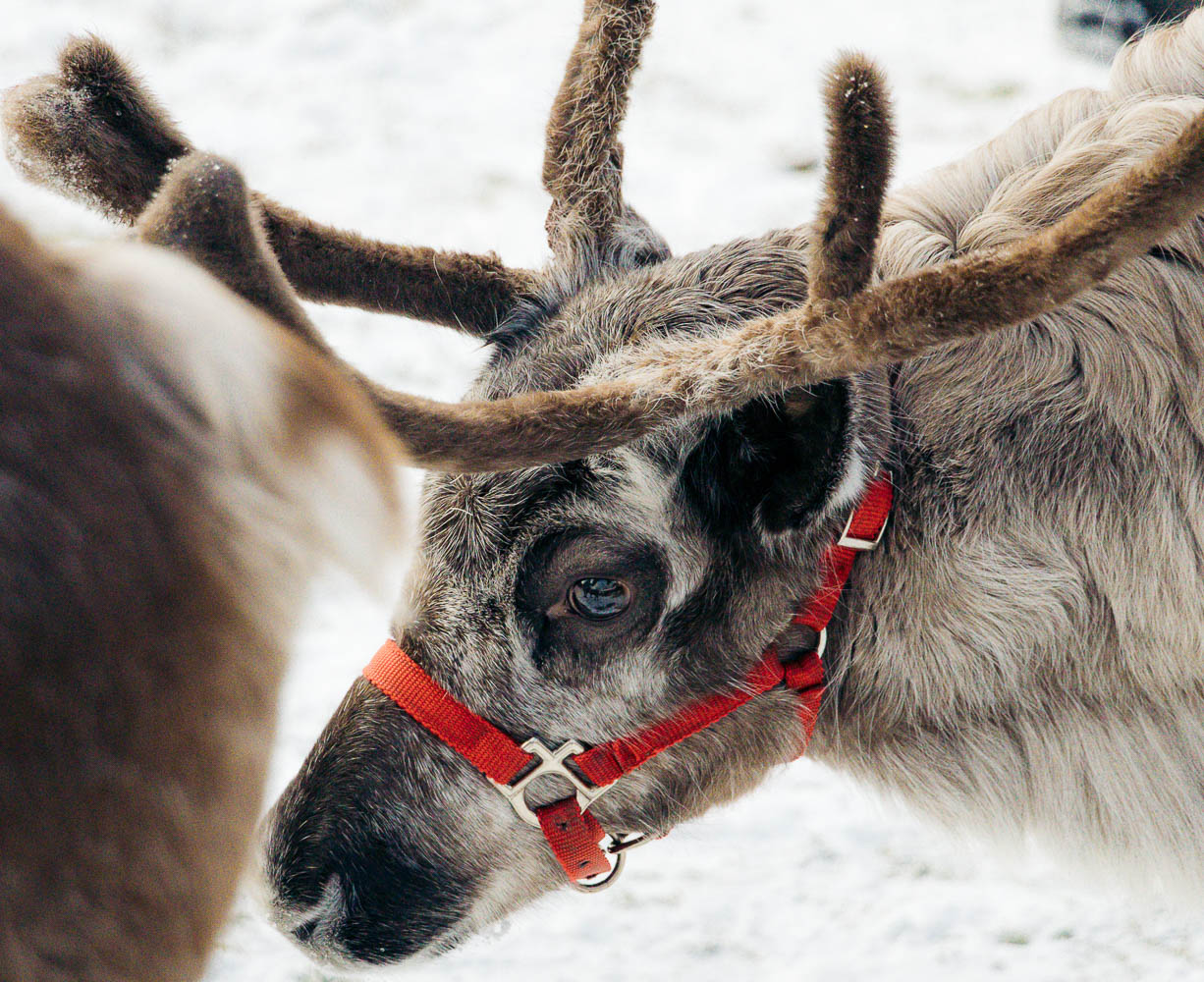 Running Reindeer Ranch | Roads and Destinations
